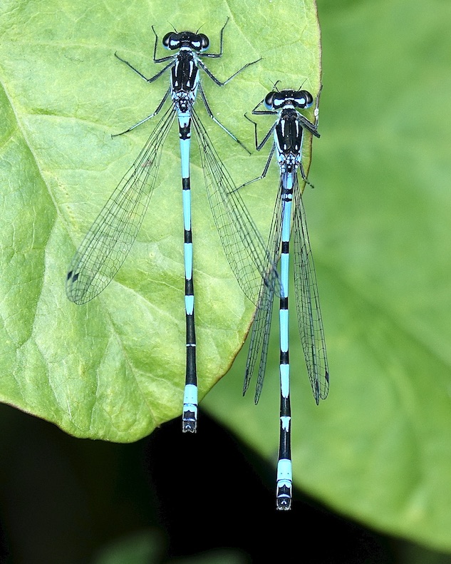 variable